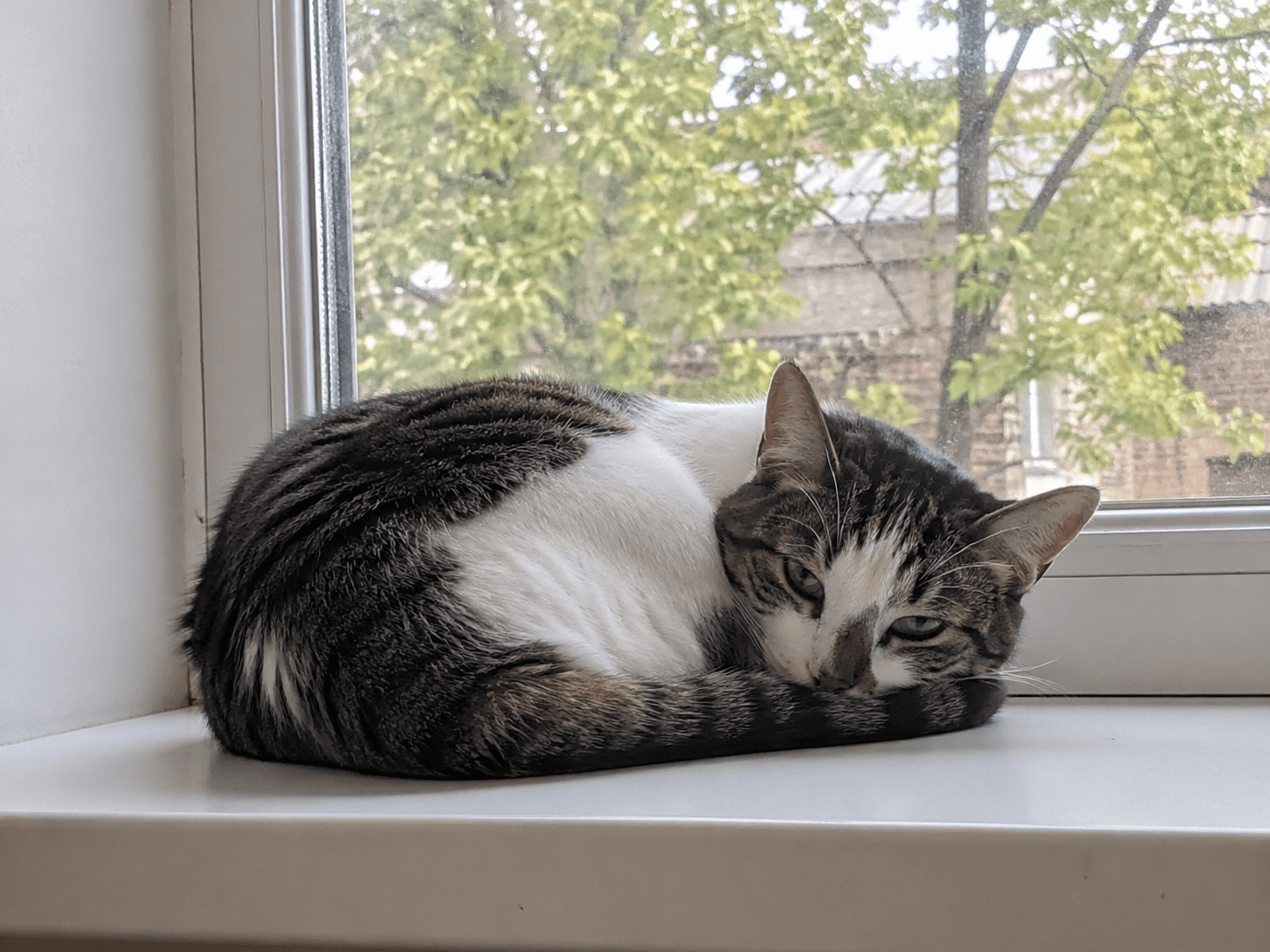 A beloved pet, illustrated as a tarot subject